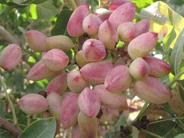 مهدی آباد، قطب تولید پسته در شهرستان خلیل آباد
