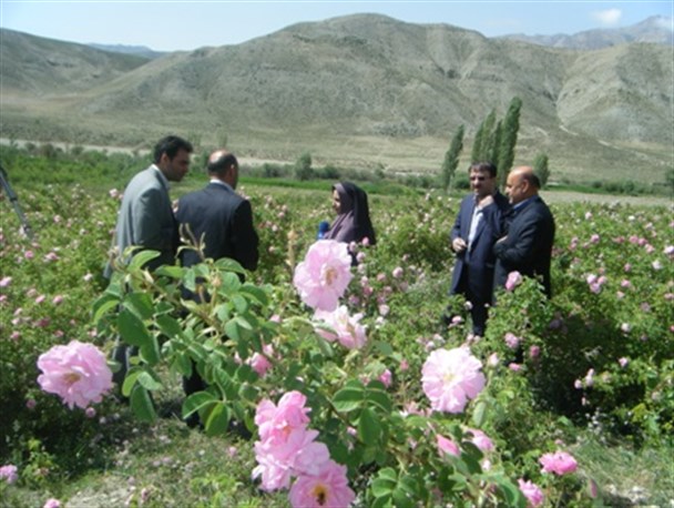 برگزاری نخستین جشن گلاب گیری صنعتی شهرستان فیروزکوه + تصاویر