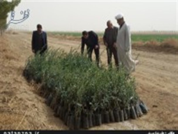 توزیع بیش از ۱۸ هزار نهال رایگان به مددجویان گلوگاهی