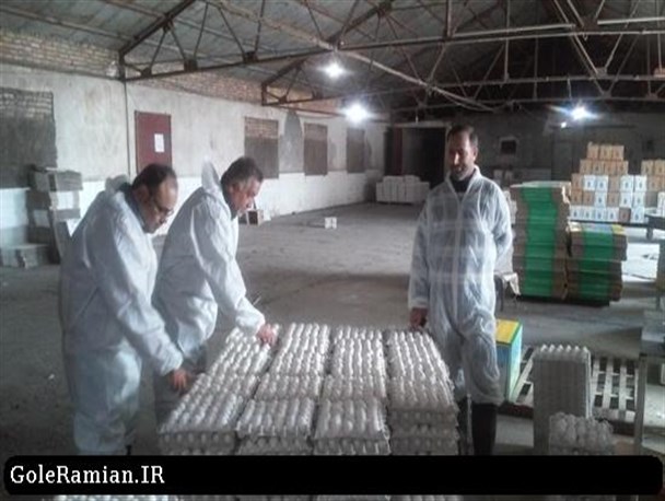 صادرات بیش از هزار تن گوشت مرغ منجمد و تخم مرغ از شهرستان رامیان به عراق+تصاویر