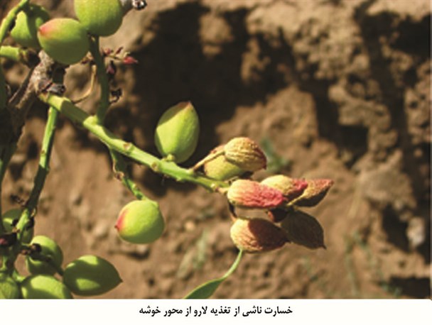 شیوع آلودگی باغات پسته گناباد به آفت پروانه چوب خوار نگران کننده است