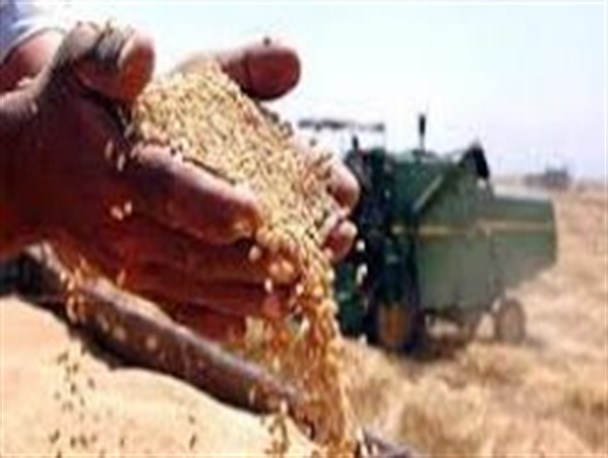 تاکنون بیش از 4 هزار تن گندم تضمینی از کشاورزان استان خریداری شده است