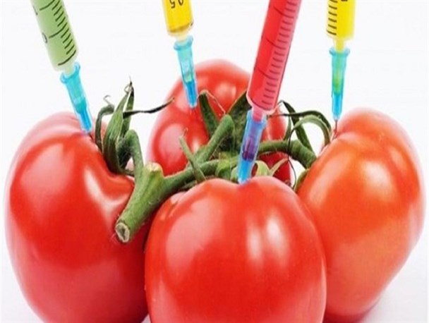 تیغ تیز محصولات اصلاح ژنتیکی بیخ گوش ایرانی ها/ خطر صهیونیست در جیره غذایی مردم
