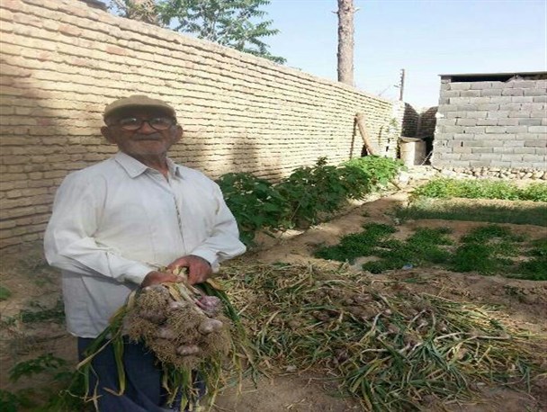 86 ساله کویرنشین که با دل "سیر" کشاورزی می کند+تصاویر