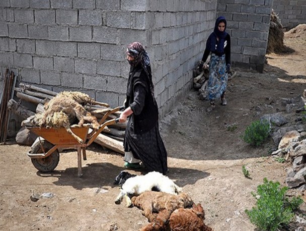 شیوع تب برفکی در روستاهای همدان