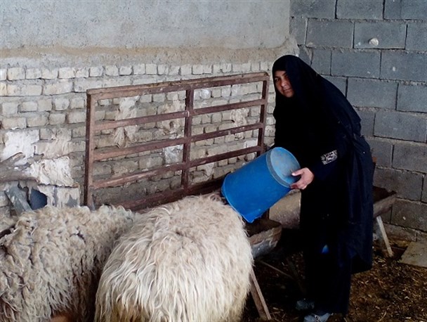 خودکفایی تولیدکننده شاندیزی در محصولات دامی