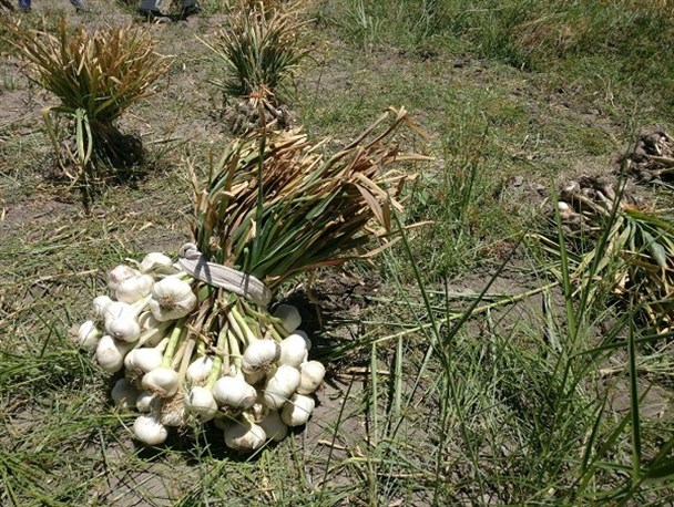 آغاز برداشت سیر از مزارع شهرستان میرجاوه+تصاویر