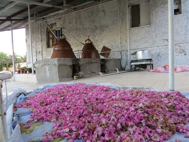 سومین جشنواره گلاب‌گیری دلیجان +تصاویر