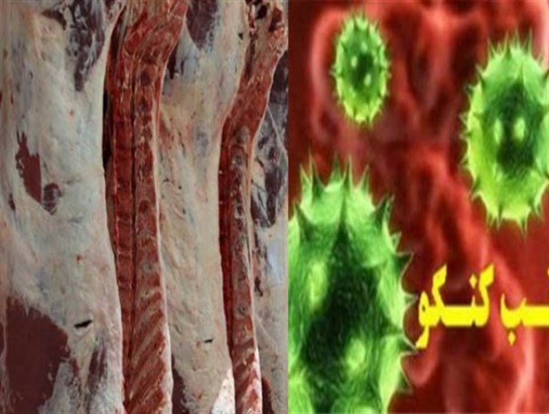 شناسایی دو مورد مشکوک تب کریمه کنگو در سیرجان/ مهم ترین فصل انتقال بیماری فصل دامپروری است