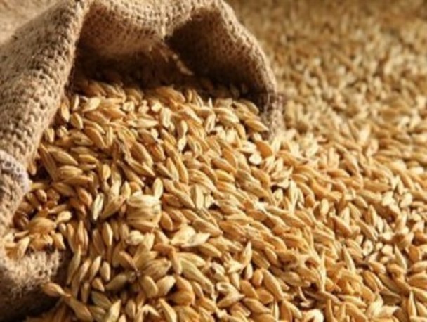 خرید تضمینی گندم در مازندران به 640 تن رسید/پرداخت یک‌میلیارد ریال از مطالبات