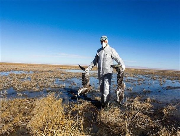 2500 قطعه اردک غیرمجاز به کشتارگاه اعزام شد