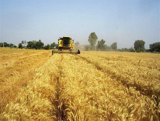 خرید ۷۹ هزار تن گندم از کشاورزان کرمانشاهی /تجهیز ۸۰ مرکز انبار