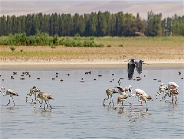 تالاب آق گل به‌عنوان نخستین پناهگاه حیات‌وحش استان همدان ثبت می‌شود/ محیط‌ زیست ملایر نیازمند تجهیزات اطفاء حریق است