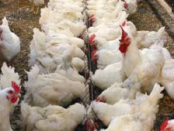 فاجعه های ناتمام ضعف مدیریت؛ این قسمت قاچاق مرغ زنده/ وقتی جیب مردم قربانی نفوذ موریانه ای قاچاقچیان می شود