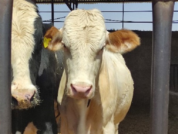 دام های گرسنه و دامداران نگران کهگیلویه ای را دریابید