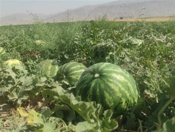 برداشت  هندوانه از جالیزارهای کهگیلویه+ تصاویر