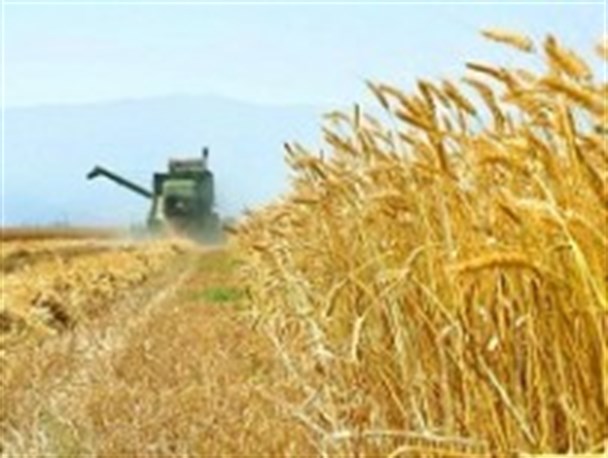 بیش از ۱۲ هزار تن گندم در جوین خریداری شد