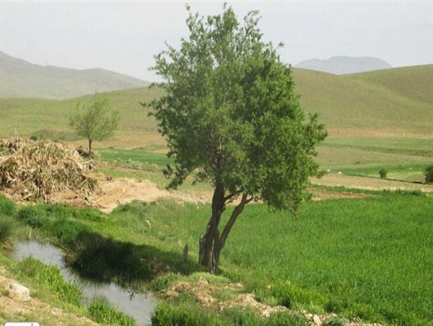 هنده، بکر، زیبا و دست یافتنی+تصاویر