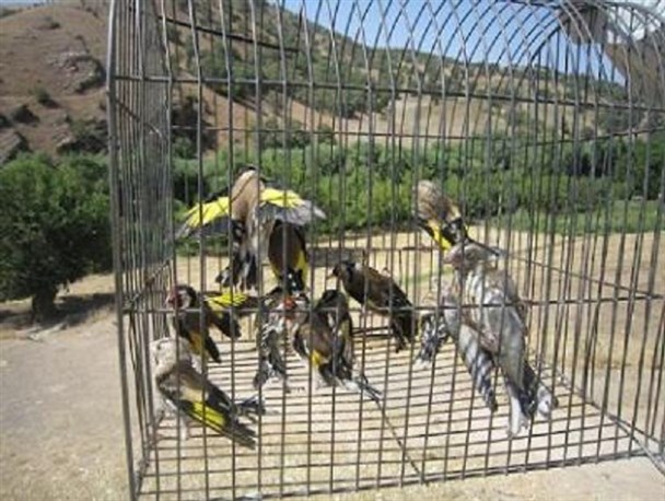 صیادان غیرمجاز سهره طلایی در شازند دستگیر شدند