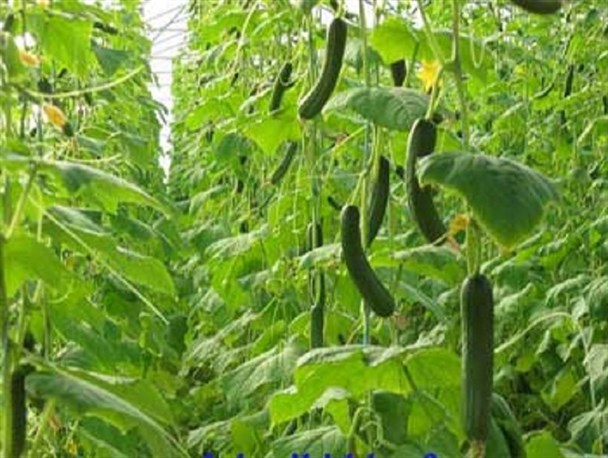 کشت محصولات گلخانه ای در ریگ ملک گامی بلند در مسیر تحقق اقتصاد مقاومتی
