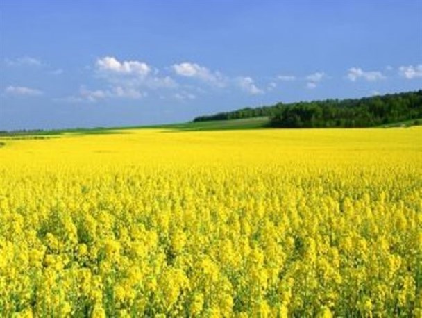 پول کلزاهای خریداری شده به زودی پرداخت می شود