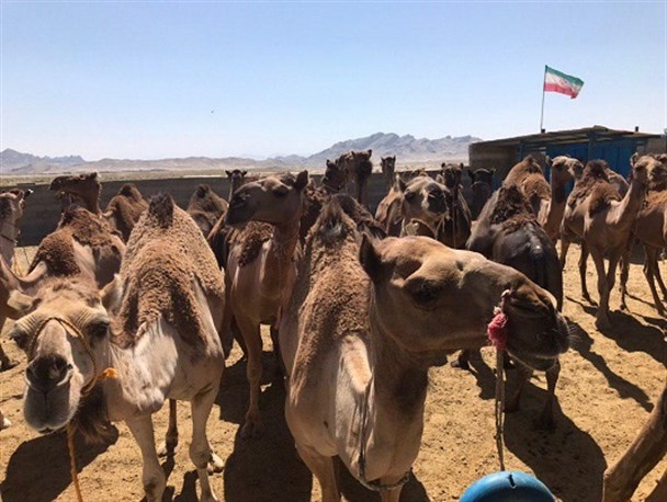 واردات شتر شیری به سیستان وبلوچستان