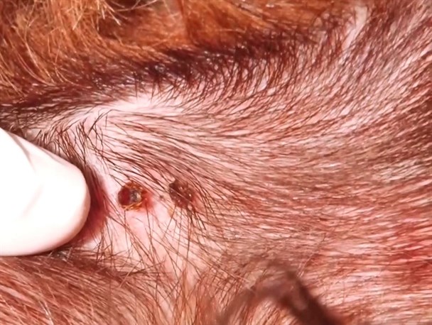 تب کریمه کنگو چیست و چگونه شیوع پیدا می کند؟/ تب ناگهانی، لرز، درد عضلانی از علائم تب کریمه کنگو