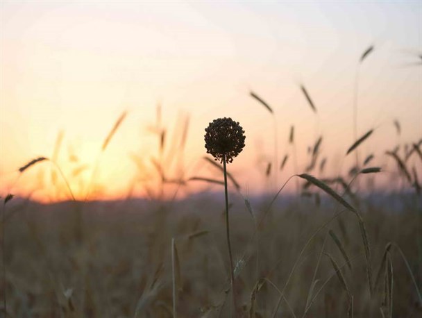 فصل برداشت گندم در مزارع شهرکرد