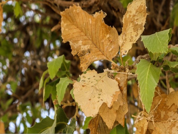 هم رفیقی که قاتل درختان بلوط شد/تنها راه مبارزه بار آفت پروانه بلوط خوار چیست؟+تصاویر