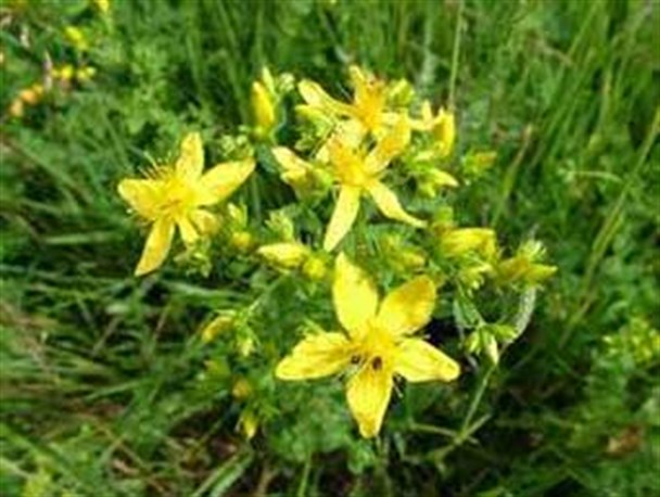 دردهایی در گلستان که رنگ کهنگی به خود گرفته / آشنایی با گیاه دارویی چای کوهی مینودشت