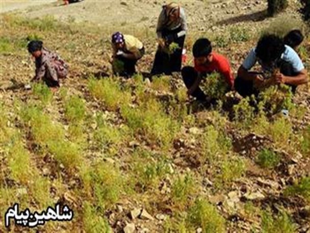 برداشت بیش از 2 هزار تن نخود در شاهین‌دژ/قیمت تضمینی یک هزار و 900 تومان