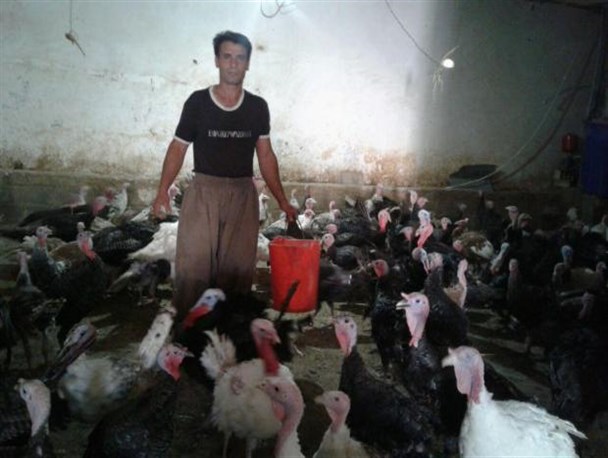 اشتغالزایی جوان بروجردی با پرورش بوقلمون/ تولید20 تُن گوشت بوقلمون در سال