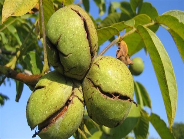 خرید و فروش گردو و بادام با پوست سبز تا قبل از ۲۰ شهریور ممنوع شد