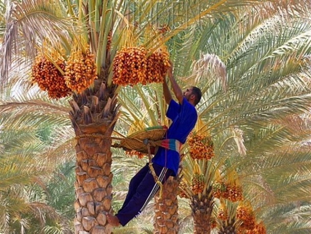 وقتی علم و سنت یاری‌رسان یکدیگرند/ از برپایی نمایشگاه دائمی نخل‌های ایران تا برنامه‌ای برای جلوگیری از هدر رفت آب