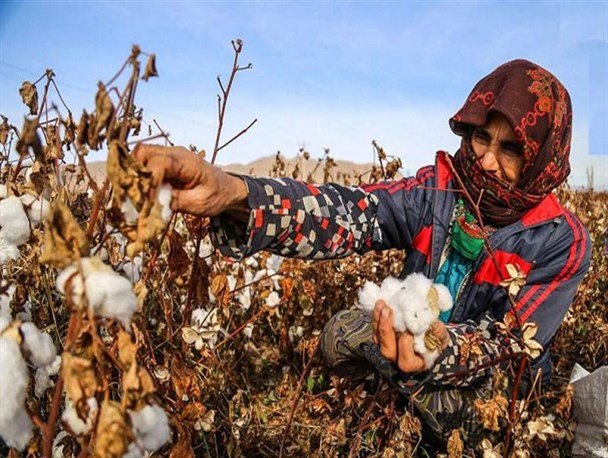 کاهش ۷۰ هزار تنی، برداشت محصولات بهاره/ سطح زیر کشت محصولات پرآب در استان کم می.شود