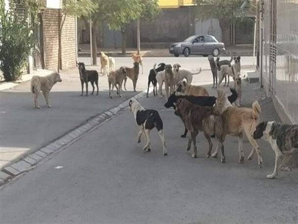 ثبت ۱۴۴۳ سگ گزیدگی در زاهدان/ جوانان؛ رکوردار بیشترین گاز گرفتگی