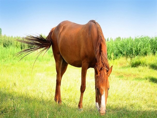 طبیعت زیبای خراسان شمالی