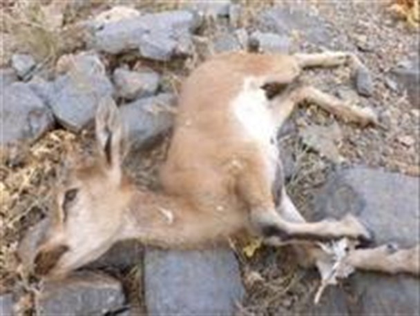 تلفات کل و بز در خرمنه سر استان زنجان بر اثر بیماری طاعون به 53 راس رسید