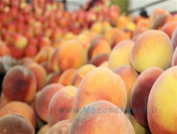 بازار میوه و تره بار مرکز مازندران
