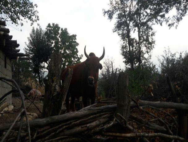 تصاویری از روستای زیبای "ویرو" شهرستان رامیان