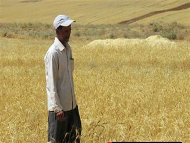 یک بام و دو هوای دولت کشاورزان نقده را سر در گم کرد
