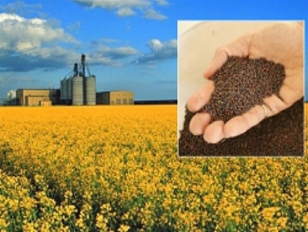 برداشت بیش از ۱۹ هزار تن کلزا در استان اردبیل