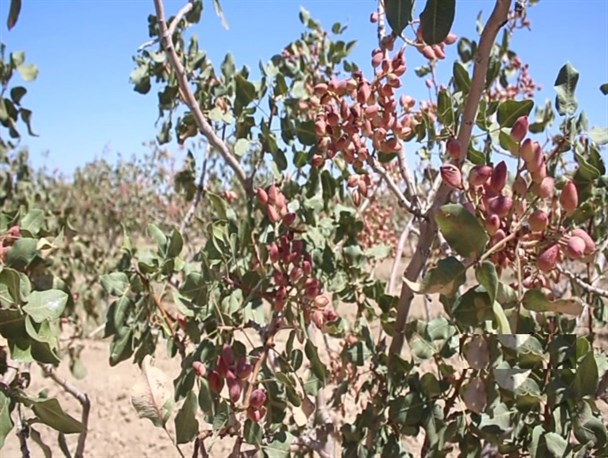 ۷ کارخانه فعال پسته رشتخوار را فرآوری می‌کنند/ پیش‌بینی برداشت ۱۵ هزار تن پسته در رشتخوار