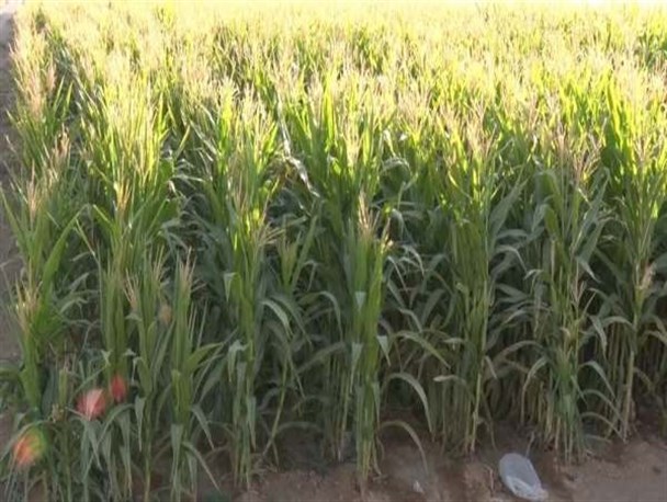 پیش‌بینی تولید ۹۰ هزار تن ذرت علوفه‌ای در استان زنجان