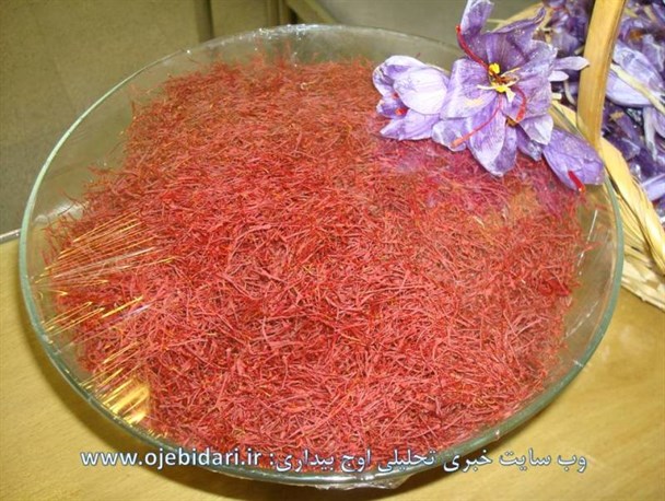 آغاز برداشت زعفران از مزارع ماهنشان