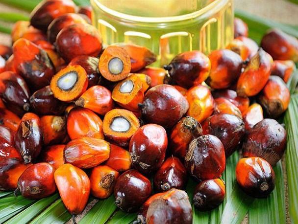 روغن پالم و بازی با جانِ 80 میلیون ایرانی!