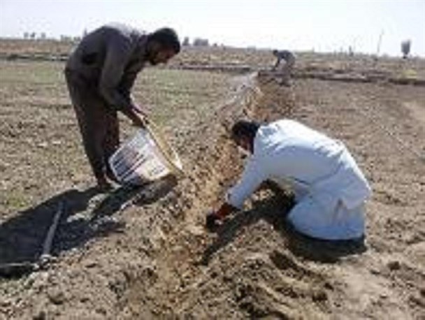 آغاز کشت پیاز زعفران در شمال استان سیستان و بلوچستان