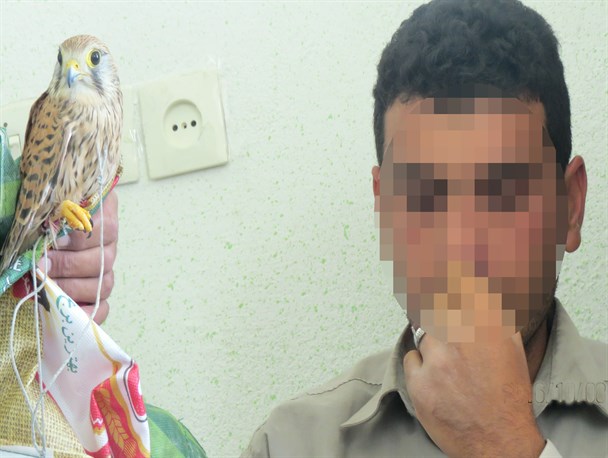 قاچاقچی پرنده شکاری در منطقه خرامه دستگیر شد