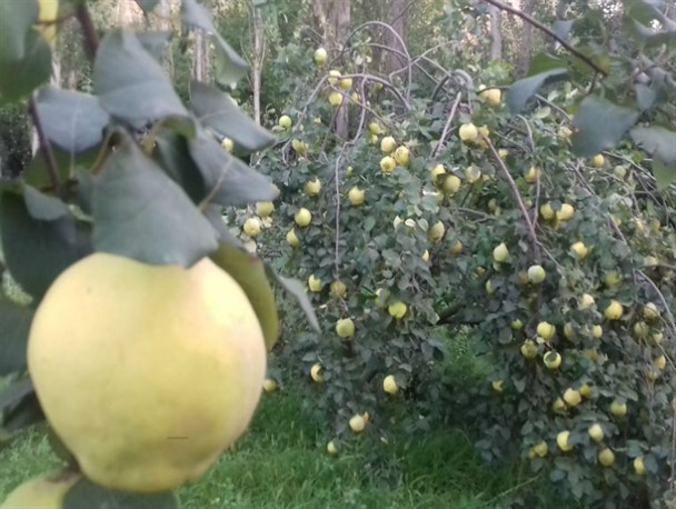 آغاز  برداشت"به" از باغات گیوی
