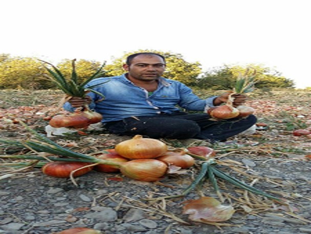 آغاز برداشت محصول «پیاز» در روستای حصارسرخ شاندیز